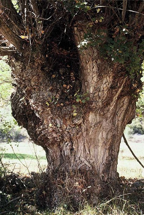 Populus nigra subsp. nigra (2)
